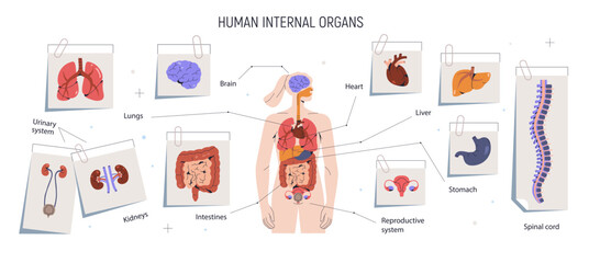 Human anatomy, body parts, internal organs infographic. Female anatomical sheme with brain, heart, intestines, stomach and reproductive system. Flat vector illustration isolated on white background