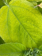 close-up green leaf in the wild