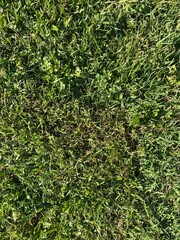 texture close up of grass 