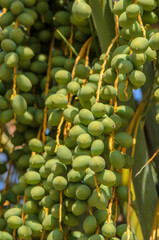The dates, still ripening, promise a sweet and succulent harvest, highlighting the natural...