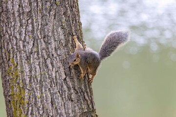 The fox squirrel (Sciurus niger), also known as the eastern fox squirrel or Bryant's fox squirrel 