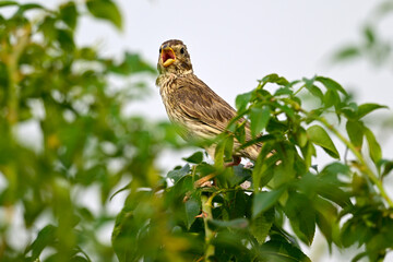 Grauammer // Corn bunting (Emberiza calandra) - Körös-Maros-Nationalpark, Ungarn