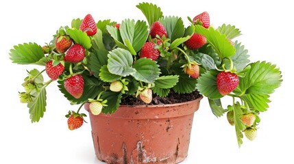 Strawberry Plant with Ripe Berries