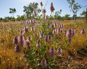 Flowering pink Mulla Mulla plant (Ptilotus exaltatus), Western Australia