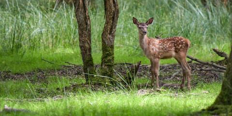 View on a cute fawn in the nature