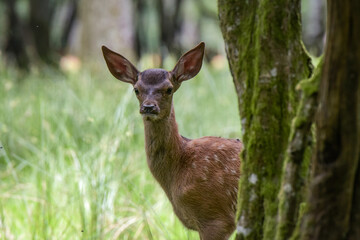 View on a cute fawn in the nature