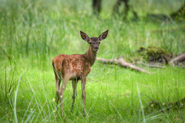 View on a cute fawn in the nature