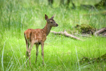 View on a cute fawn in the nature