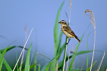 Braunkehlchen - Weibchen // Whinchat - female (Saxicola rubetra) - Körös-Maros-Nationalpark, Ungarn