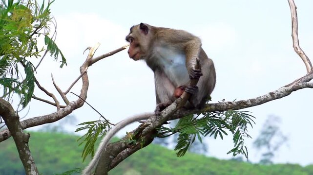 Macaca fascicularis (Monyet kra, kera ekor panjang, monyet ekor panjang, long-tailed macaque, monyet pemakan kepiting, crab-eating monkey) on the tree.