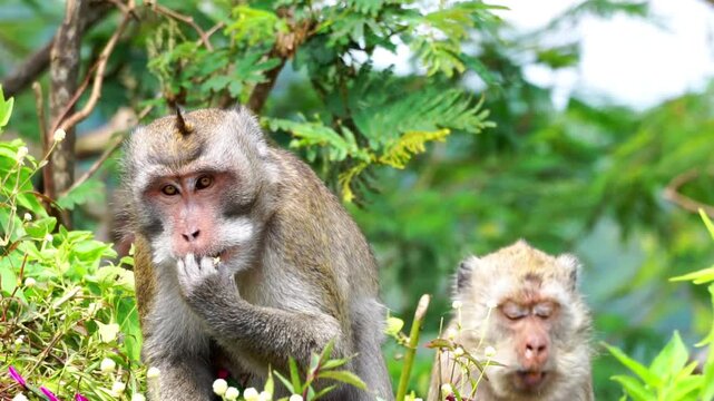 Macaca fascicularis (Monyet kra, kera ekor panjang, monyet ekor panjang, long-tailed macaque, monyet pemakan kepiting, crab-eating monkey) on the tree.