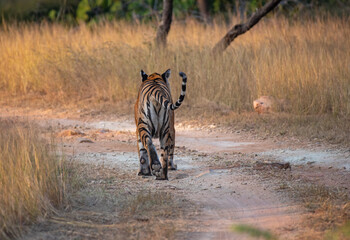 Royal Bengal tiger walking on the forest road. Selective focus.