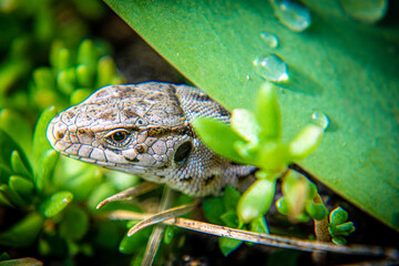 Jaszczurka © Grzegorz