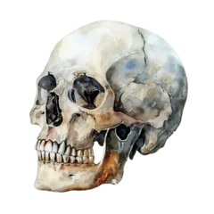 Human skull watercolor clipart illustration isolated on transparent background