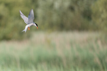 Common tern (Sterna hirundo) hovering over a marsh.
