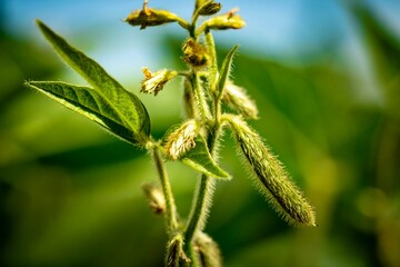 close up of a young soybean plant 