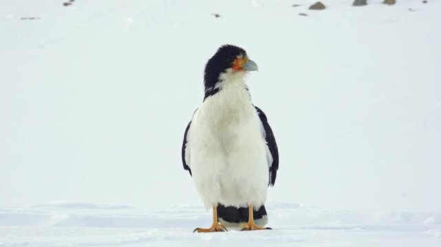Mountain Caracara, Daptrius megalopterus in Patagonia during winter season. Eye level view of the bird over ice while walking