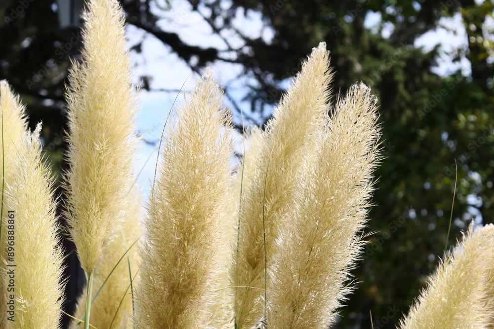 Poster Close-up shot of tall grass with trees visible in the background, suitable for use as a texture or in nature-themed designs.