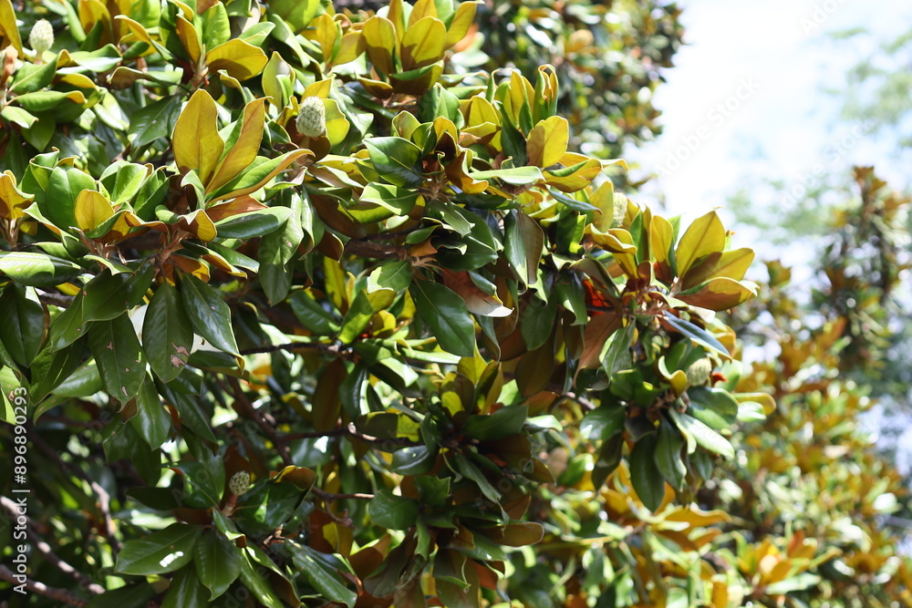 Poster a close-up shot of a tree with vibrant green leaves, ideal for use in nature-inspired designs and il