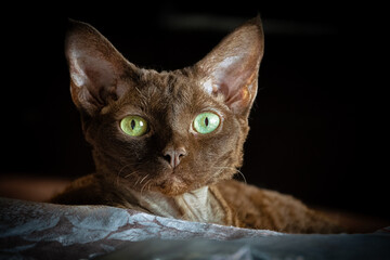 Kot Devon Rex © Grzegorz