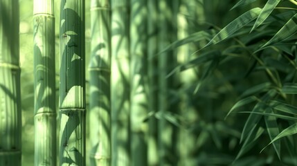 Bamboo texture background coming from natural
