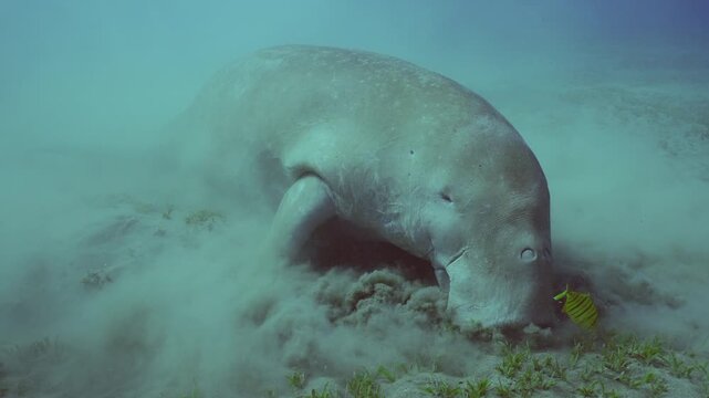 Slow motion, Se Cow eating Smooth ribbon seagrass (Cymodoce rotundata) on seagrass meadow and swimmig out, on background scub divers looks it. Se Cow or Dugong (Dugong dugon) 