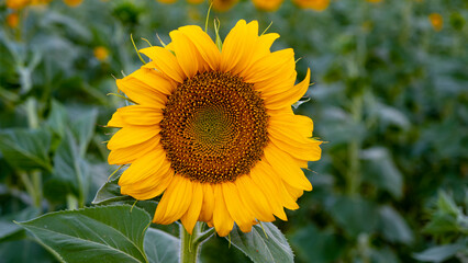 Fototapeta premium sunflower at sunset