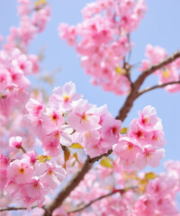 Obraz premium pink cherry blossom in the garden