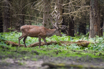 Beautiful deer on the forest