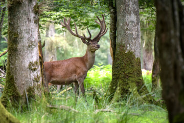 Beautiful deer on the forest