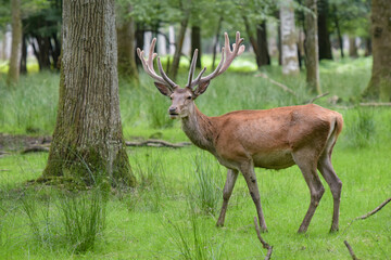 Beautiful deer on the forest