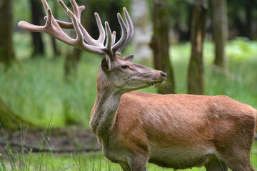 Beautiful deer on the forest