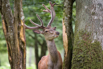 Beautiful deer on the forest
