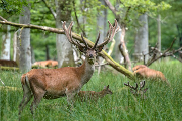 Beautiful deer on the forest