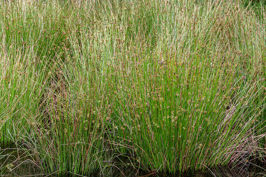 Juncus patens. Reeds, long-stemmed plants in wetland.