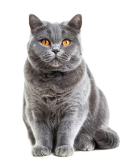 Persian, Scottish Fold, American Shorthair, Chartreux, Balinese, and More, Displayed in Full Figure Against a Transparent Backdrop.