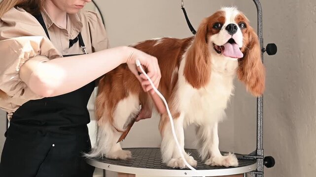 Professional in wool processing, I compete the hair of dogs of the Cavalier King Charles Spaniel breed using a styler in a grooming salon.