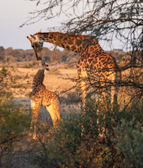 giraffe is a large African hoofed mammal belonging to the genus Giraffa © Colin Stephenson