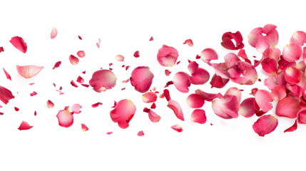 Vibrant pink rose petals falling and scattering in the air. Transparent background png.