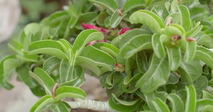 The green Adenium leaves have a beautiful bent shape.Thai people like to plant Adenium trees to decorate their homes because of their beauty.