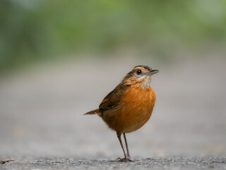 Javan black capped babbler in the middle of road looking for food