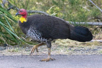 Australian Bush Turkey walking along path