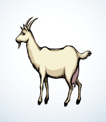 Big white goat. Vector animal
