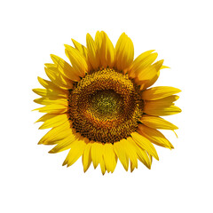 Obraz premium Sunflower isolated on white background