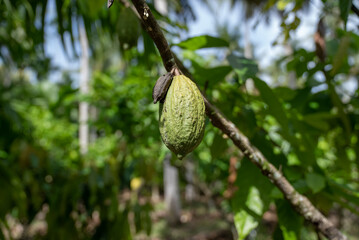 A cocoa fruit attached to the cacao tree