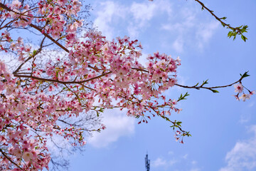 桜