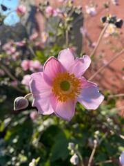 little pink flower in garden 