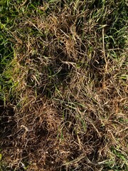damaged lawn, victim of drought or disease