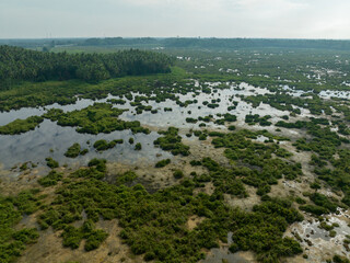 Aerial view of a large wetland or swamp in the morning