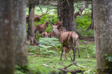 view on a deer and her fawn in forest